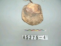 藏品(貝貨)的圖片